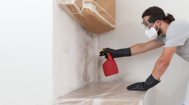 Basement Mold Remediation treatment on basement walls in Newfoundland
